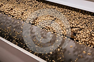 Raw Coffee Bean sorting and processing in a factory
