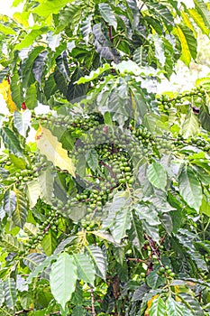 raw coffee bean on tree