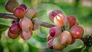 Raw Coffee Bean On Tree Branch