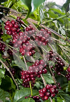 Crudo granos de café cereza 