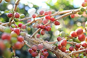 Raw coffee beans cherry