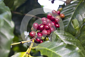 Raw Coffee Beans cherry