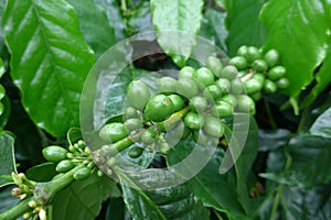 Raw coffee beans closeup at garden