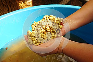 Raw coffee beans in the hands.