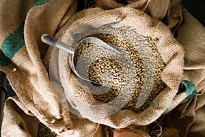 Raw Coffee Beans Seeds Bulk Burlap Sack Production Warehouse