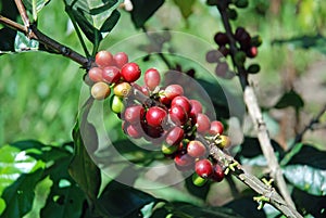 Raw coffee beans to coffee plant