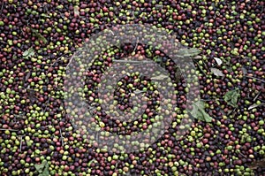 Raw coffee drying