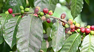 Raw coffee plantation in dominican republic directly on shrub. Ripe coffee in Dominican republic