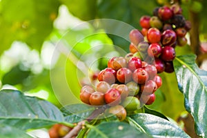 Raw Coffee seed