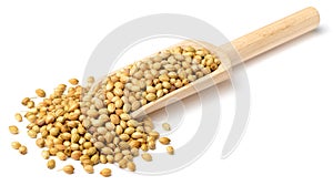 Raw coriander seeds in the wooden scoop, isolated on white