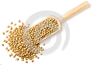 Raw coriander seeds in the wooden scoop, isolated on white, top view