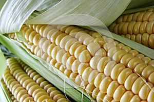 Raw corn cob