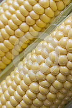 Raw corn cob close up