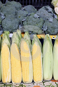 Raw corn cob with corn husk