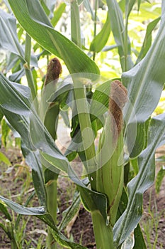 Raw corn cob in the field sown in soil and outdoors photo