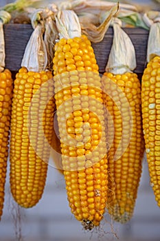 Raw corn cobs