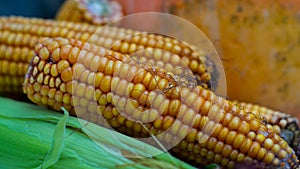 Raw corn cobs, vegetarianism and healthy eating