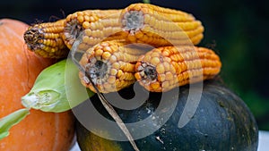 Raw corn cobs, vegetarianism and healthy eating