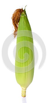 Raw corn isolated on the white background