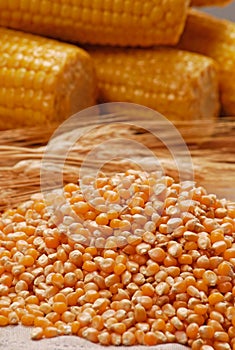 Raw corn kernels and corncobs