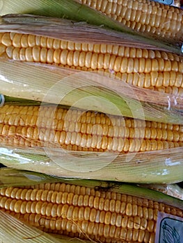 Raw corn ready for healthty cook