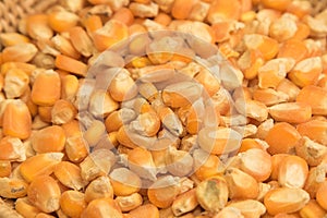 Raw corn seed