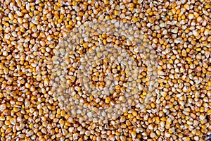 Raw corn seeds pattern