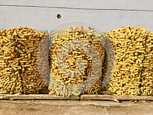 Raw corn stacks