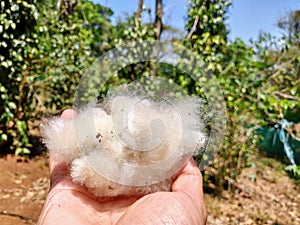 Raw cotton fibre cultivation