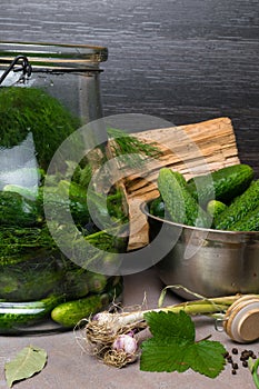 raw cucumbers for pickling. Fresh cucumbers ready for canning with dill,currant leaf, pepper, garlic and spices on grey backgroud,