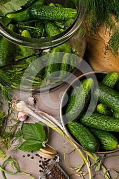 raw cucumbers for pickling. Fresh cucumbers ready for canning with dill,currant leaf, pepper, garlic and spices on grey backgroud,