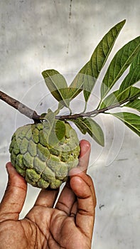 Raw custard apple hanging on hand