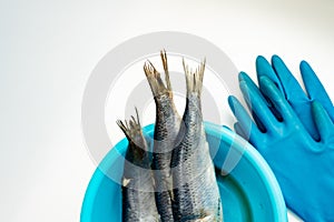 Raw defrosted fish in a blue basin on a white background. Nearby are rubber gloves