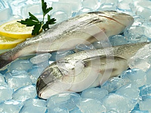 Raw dorado fish on ice cubes