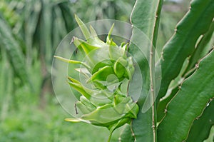 Raw dragon fruit