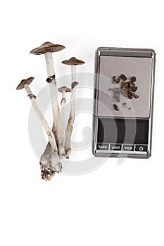 Raw and dried magic mushrooms.