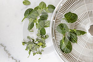 Raw and dried spinach leaves on with a food dehydrator tray for food preservation