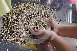 Raw dried uncooked coffee beans scooped by female hands.