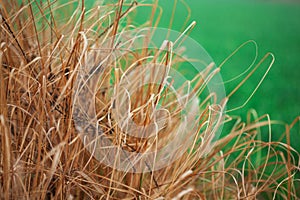  raw and dry millet fodder for livestock in India.