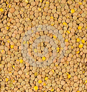 Raw, dry, uncooked brown lentil legumes frame filling texture background flat lay top view from above photo