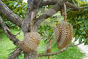 Raw durian hanging on a branch. the king of Thai fruits.