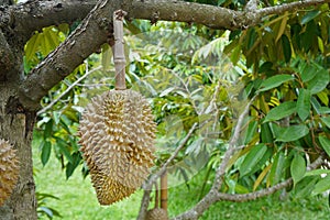 Raw durian hanging on a branch. the king of Thai fruits.