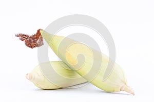 Raw ear of sweet corn on cobs kernels or grains of ripe corn on white background corn vegetable isolated