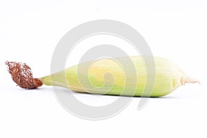 Raw ear of sweet corn on cobs kernels or grains of ripe corn on white background corn vegetable isolated