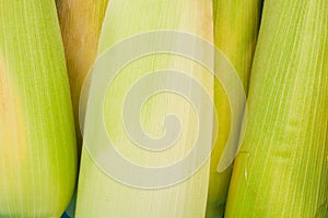Raw ear of sweet corn on cobs kernels or grains of ripe corn on white background vegetable isolated