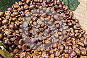 Raw edible chestnuts