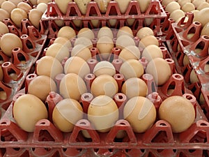 The raw egg in the tray from the farm