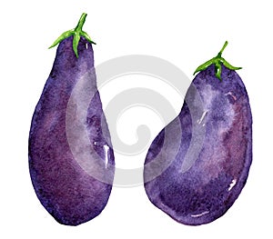 Raw eggplant or aubergine vegetable isolated on white background