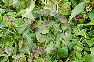 Raw field greens healthy salad mix