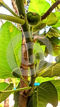 Raw figs fruit hanging on the tree